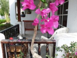 Terrace 2 WEB